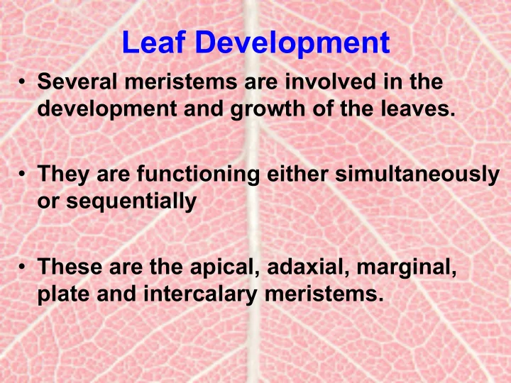 leaf development