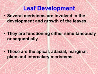 Leaf Development  Several meristems are involved in the  development and growth of the leaves.