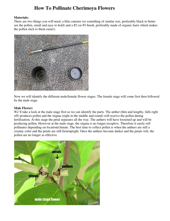 how to pollinate cherimoya flowers