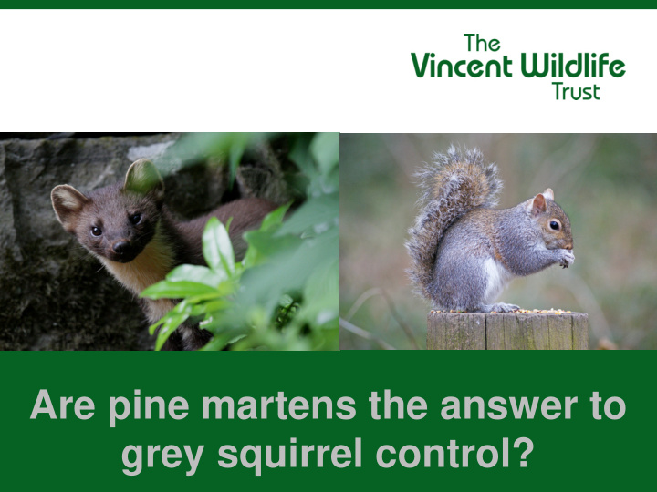 are pine martens the answer to grey squirrel control