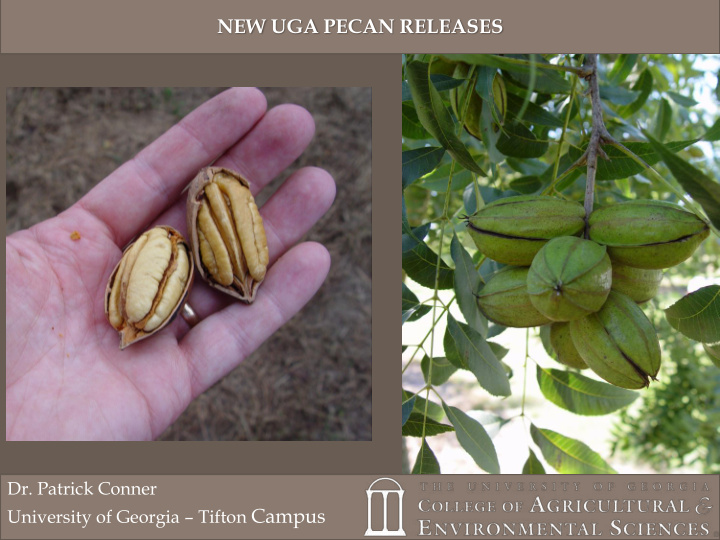 new uga pecan releases