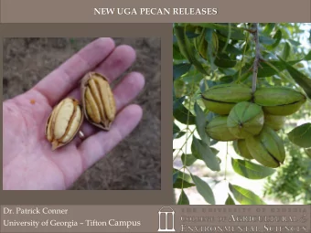 NEW UGA PECAN RELEASES  Dr. Patrick Conner University of Georgia  Tifton Campus  University of