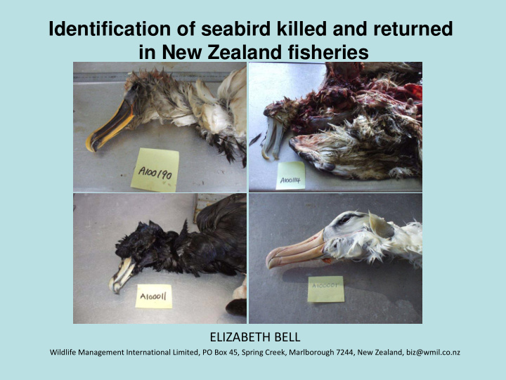 identification of seabird killed and returned in new