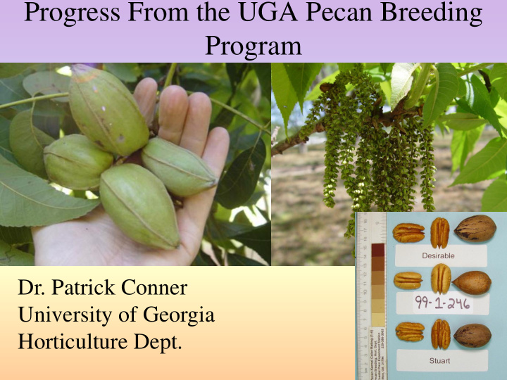progress from the uga pecan breeding program