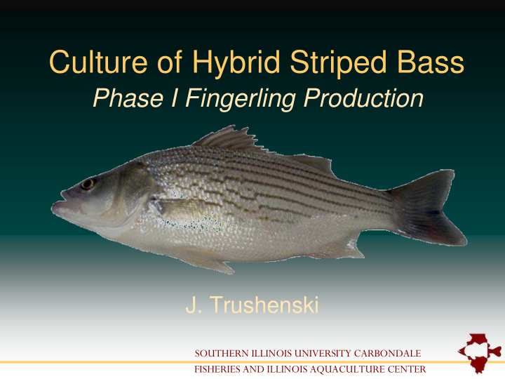 culture of hybrid striped bass