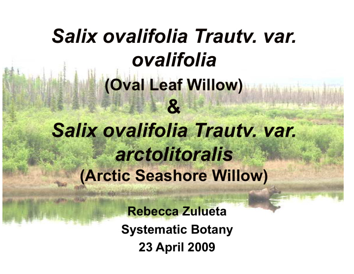 salix ovalifolia trautv var ovalifolia oval leaf willow