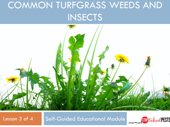 common turfgrass weeds and insects