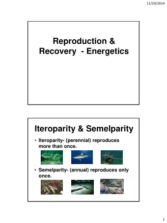 Reproduction &amp;  Recovery  - Energetics  Iteroparity &amp; Semelparity  Iteroparity-