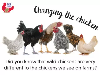 i  n  g  t  h  e  c  h  i  c  k  e  n  Did you know that wild chickens are very  different to the