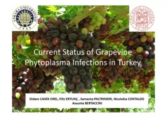 In this research, local and foreign (imported) varieties reached  to detect phytoplasma