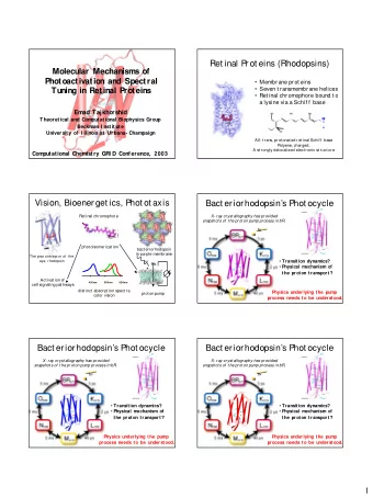 Ret inal Prot eins (Rhodopsins)  Molecular Mechanisms of  Photoactivation and Spectral