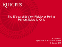 the effects of scaffold rigidity on retinal pigment