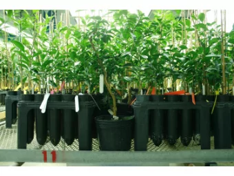 progeny psyllids  healthy plants  ~30-60% PCR+  ~30-60% PCR+  Healthy citrus  15 days  Remove all