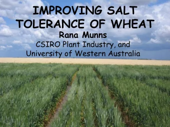 IMPROVING SALT  TOLERANCE OF WHEAT  Rana Munns  CSIRO Plant Industry, and  University of Western