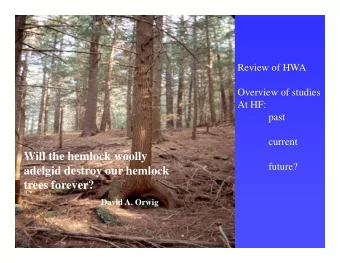 Will the hemlock woolly  future?  adelgid destroy our hemlock  trees forever?  f  ?  David A. Orwig