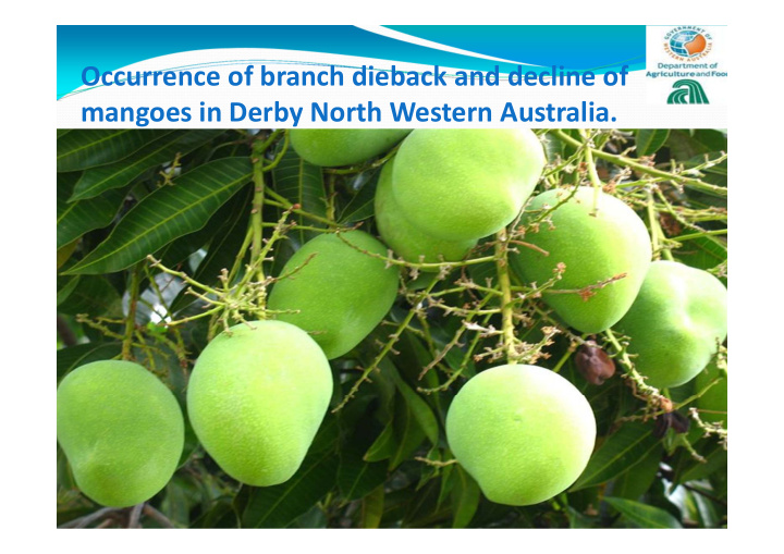 occurrence of branch dieback and decline of mangoes in