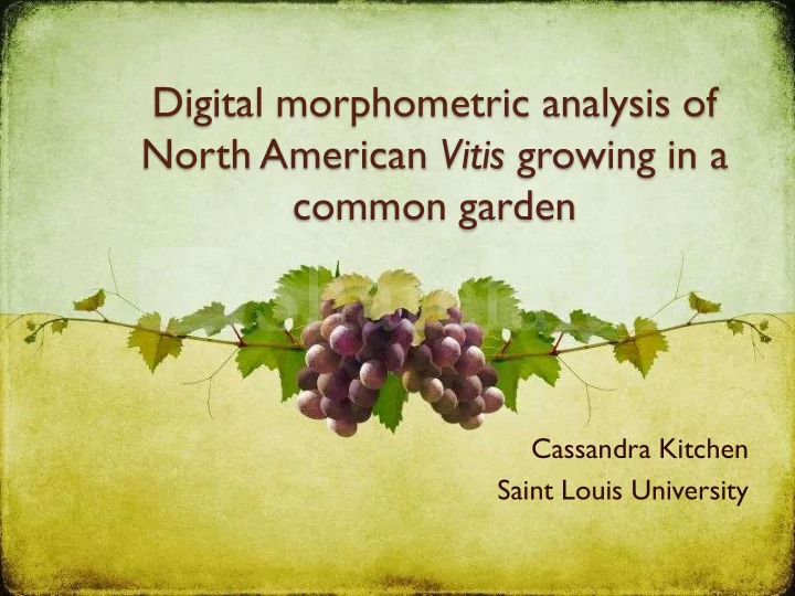 north american vitis growing in a