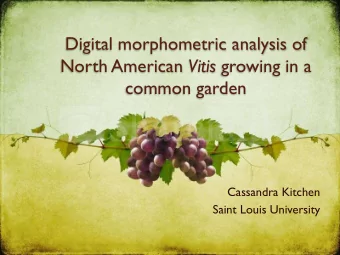 North American Vitis growing in a  common garden  Cassandra Kitchen  Saint Louis University