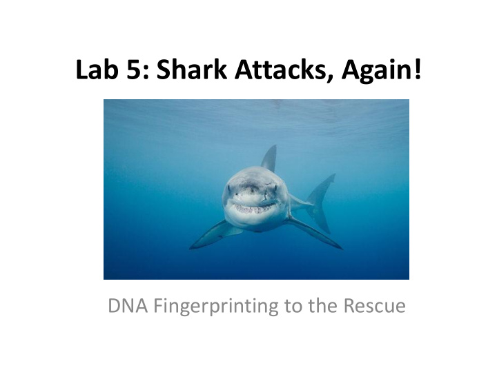lab 5 shark attacks again