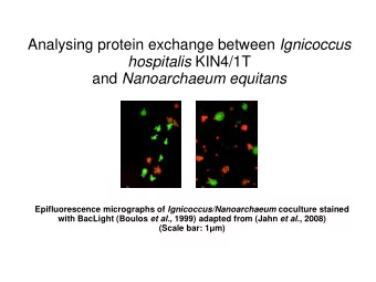 and Nanoarchaeum equitans Epifluorescence micrographs of Ignicoccus/Nanoarchaeum coculture stained