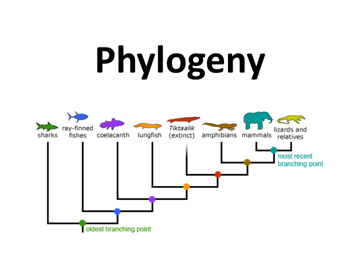 phylogeny phylogeny