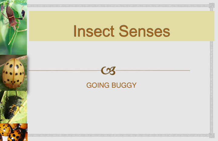 going buggy insect senses eyesight
