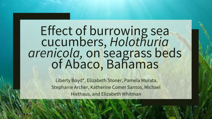 cucumbers holothuria arenicola on seagrass beds
