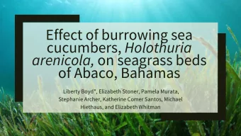 cucumbers, Holothuria arenicola, on seagrass beds  of Abaco, Bahamas  Liberty Boyd*, Elizabeth
