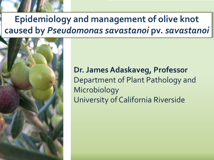 epidemiology and management of olive knot caused by