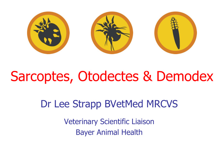 sarcoptes otodectes amp demodex