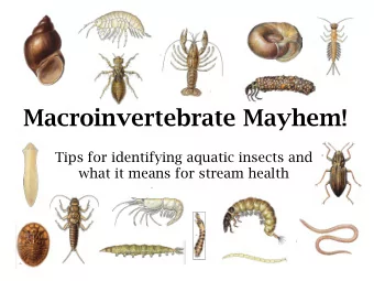 Macroinvertebrate Mayhem!  Tips for identifying aquatic insects and  what it means for stream
