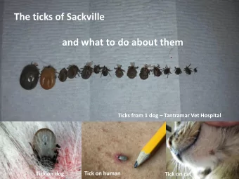 The ticks of Sackville  and what to do about them Ticks from 1 dog  Tantramar Vet Hospital  Tick
