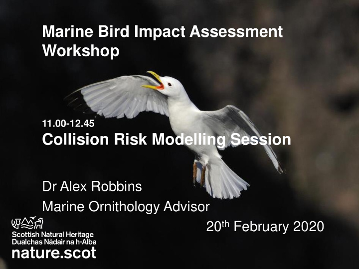 marine bird impact assessment workshop