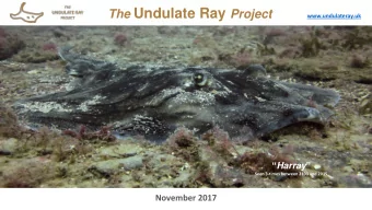 Elasmobranch  Sharks  Skates  Rays  Raja  Raja brahcyura  Raja clavata  Raja montagui