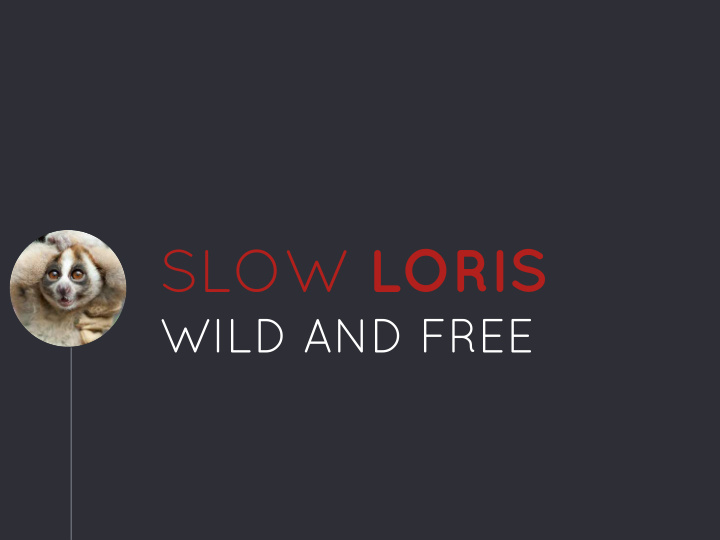 slow loris