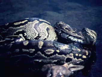 B. Transparent, Credible and Practical  C. Acknowledge    A review of the trade in Southeast