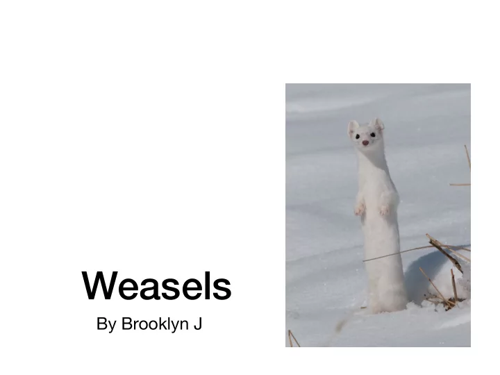 weasels