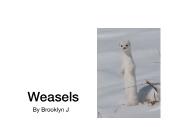 Weasels  By Brooklyn J  Important facts  Weasels are brown , yellowish, black, and , white  A
