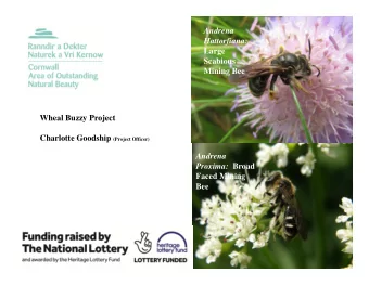 Andrena  Hattorfiana:  Large  Scabious  Mining Bee  Wheal Buzzy Project Charlotte Goodship (Project