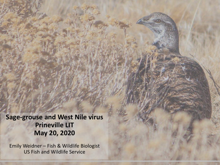 sage grouse and west nile virus prineville lit may 20 2020