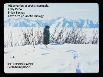 Brian Barnes  Institute of Arctic Biology  arctic ground squirrel ( Urocitellus parryii )  Arctic