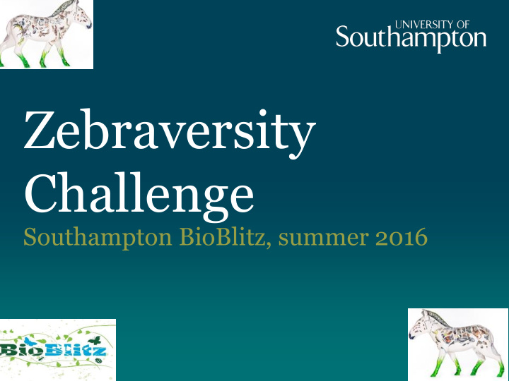 zebraversity challenge