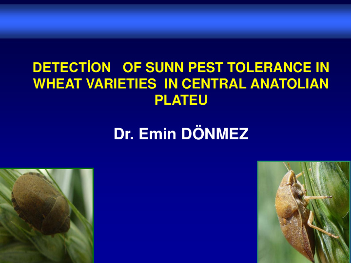 detect on of sunn pest tolerance in wheat varieties in