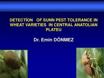 DETECTON OF SUNN PEST TOLERANCE IN  WHEAT VARIETIES  IN CENTRAL ANATOLIAN  PLATEU  Dr. Emin