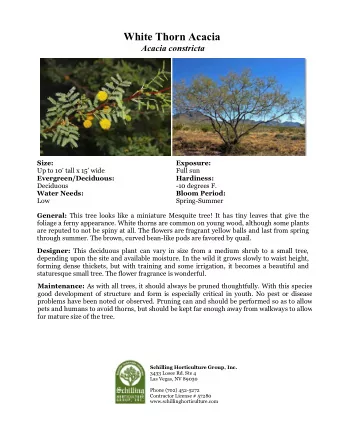 White Thorn Acacia  Acacia constricta Size:  Exposure:  Up to 10 tall x 15 wide  Full sun