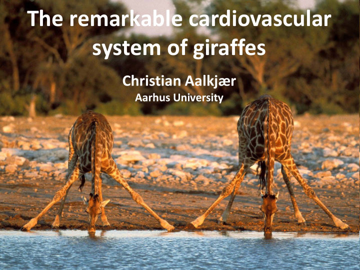 the remarkable cardiovascular system of giraffes