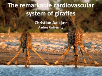 The remarkable cardiovascular  system of giraffes  Christian Aalkjr  Aarhus University  Why
