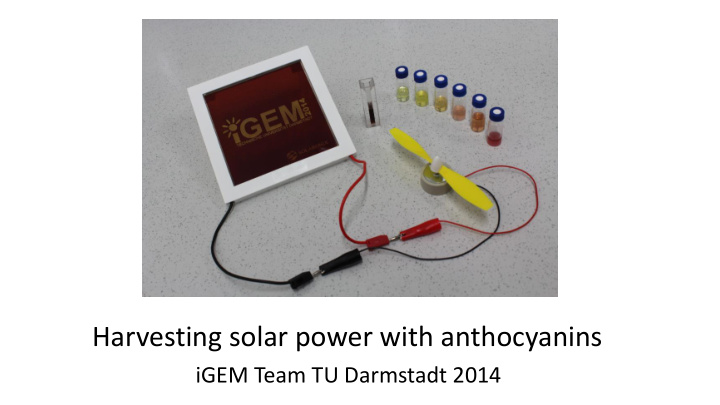 harvesting solar power with anthocyanins