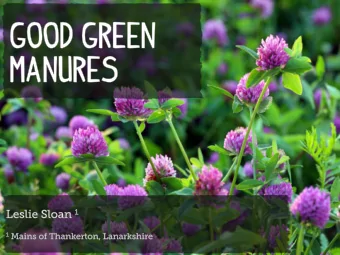 Crops grown with the intention that they will be ploughed in to benefit the following crop