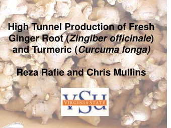 High Tunnel Production of Fresh Ginger Root ( Zingiber officinale ) and Turmeric ( Curcuma longa)